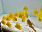 Yellow Discus Fish