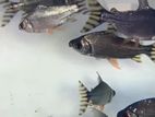 Yellow Flagtail Fish