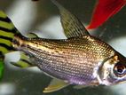Yellow Flagtail Fish