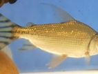 Yellow Flagtail Fish