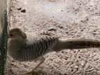 Yellow Golden Pheasant Female