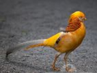 Yellow Golden Pheasant