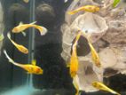 Yellow Guppy