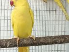 Yellow indian Ring Neck Breeding Pair