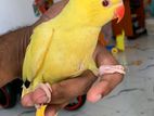 Yellow Indian Ring Neck Parrot