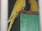 Yellow Indian Ring Neck