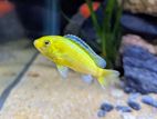 Yellow Lab Cichlids