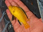 Yellow Lab Cichlids