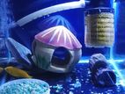 Yellow Malawi with Tank
