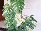 yellow monstera plant 6 feet hight big size
