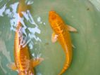 Yellow Mutsuba Fish Pair