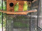 Yellow - Naped Amazon