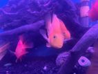 Yellow Parrot fish