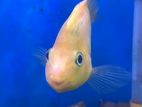 Yellow Parrot Fish