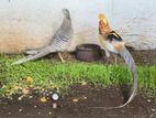 Yellow Pheasant Bird