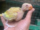 Yellow Ring Neck Baby Parrots