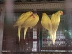 Yellow Parrot
