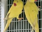 Yellow Ring Neck Breeding Pair