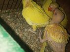 Yellow Ring Neck Chicks