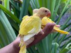 Yellow Ring Neck Chicks