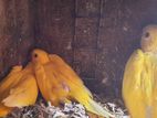 Yellow Ring Neck Chicks