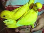 Yellow Ring Neck Chicks