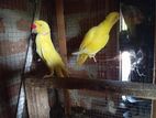 Yellow Ring Neck