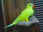 Yellow Neck Parrot