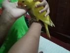 Yellow Ring Neck Bird