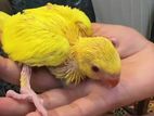 Yellow Ring Neck Parrot