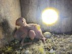 Yellow Ring Neck Parrot