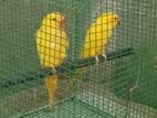 Yellow Ring Neck Parrot