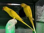 Yellow Ring Neck Parrot