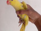 Yellow Ring Neck