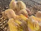 Yellow Ring Neck Parrot Chicks