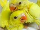 Yellow Ring Parrot