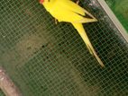 Yellow Ringneck Bird