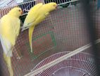 Yellow Ringneck Birds