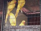 Yellow Ringneck Birds