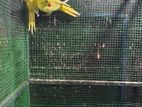 yellow ringneck birds