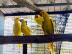 Yellow Ringneck Birds