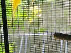 Yellow Ringneck Breeding Pair