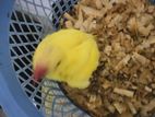 Yellow Ringneck
