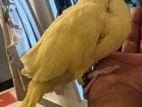 Yellow Parrot Chick