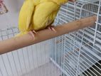 Yellow Ringneck Chick