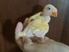 Yellow Ringneck Chick