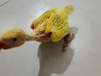 Yellow Ringneck Chick