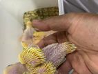 Yellow Ringneck Chicks