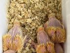 Yellow Ringneck Chicks
