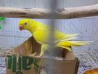 Yellow Ringneck Chicks